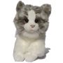 Small Galician Countryhouse Cat