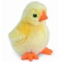 Ourense Chick