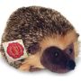 Ulloa Hedgehog