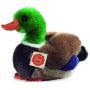 Doni�os Male Mallard